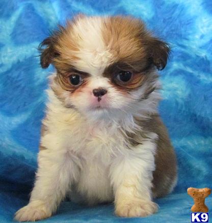 Japanese Chin Puppies