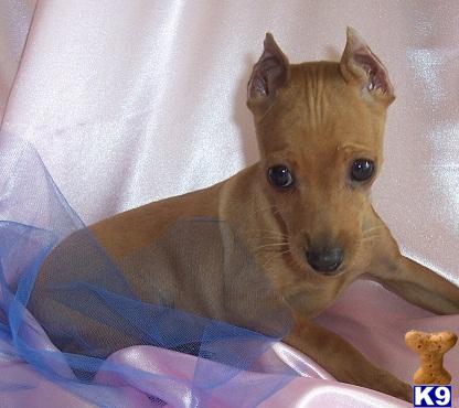 Miniature Pinscher Puppies