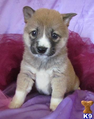 Shiba Inu Puppies