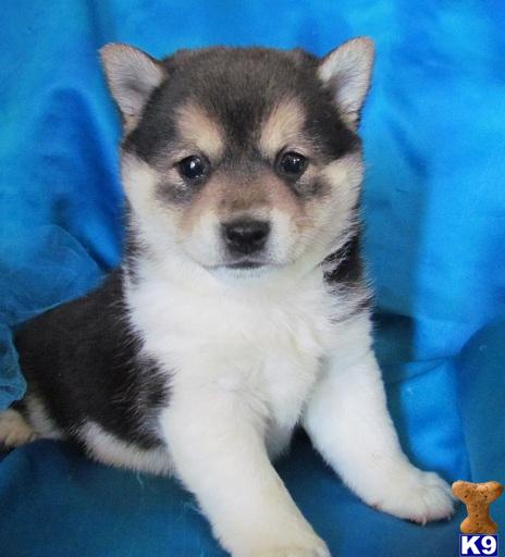 Shiba Inu Puppies