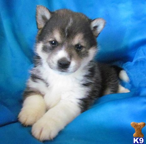Shiba Inu Puppies