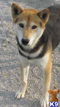 Dogs - Shiba Inu