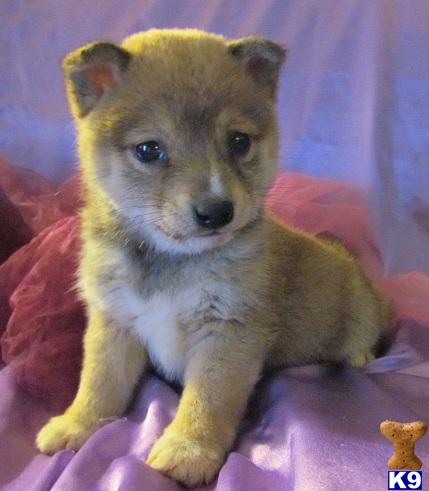 Shiba Inu Puppies