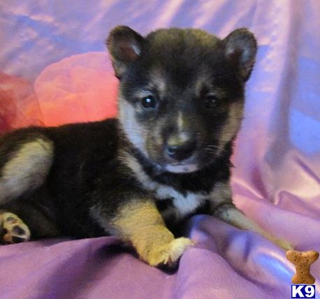 Shiba Inu Puppies