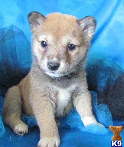Shiba Inu Puppies