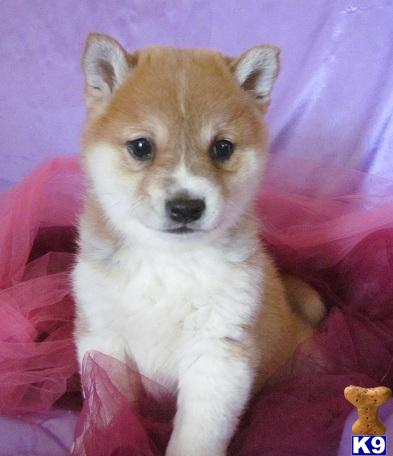 Shiba Inu Puppies