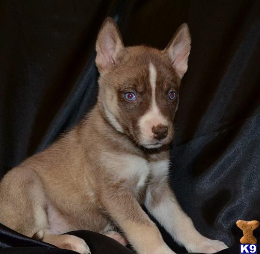 Siberian Husky Puppies