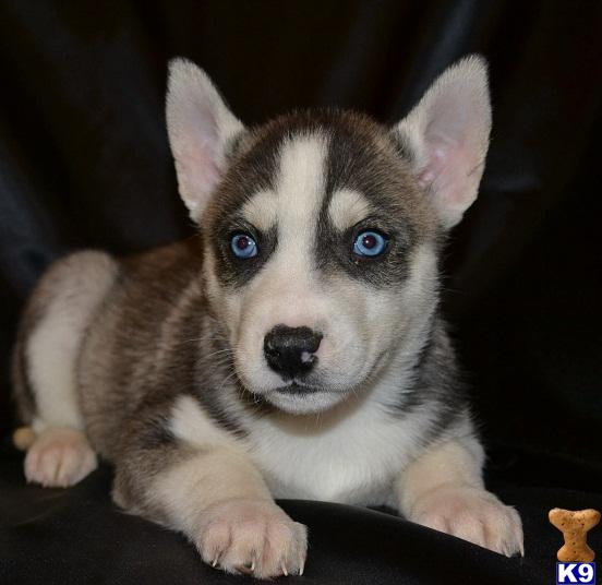 Siberian Husky Puppies