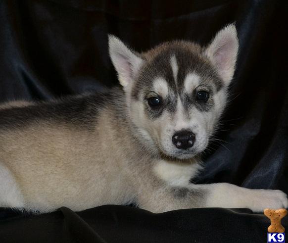 Siberian Husky Puppies