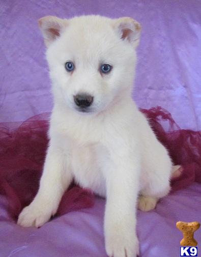 Siberian Husky Puppies