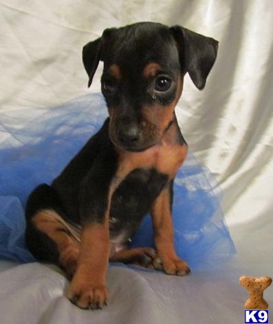 Silky Terrier Puppies