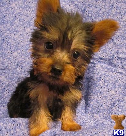 Silky Terrier Puppies