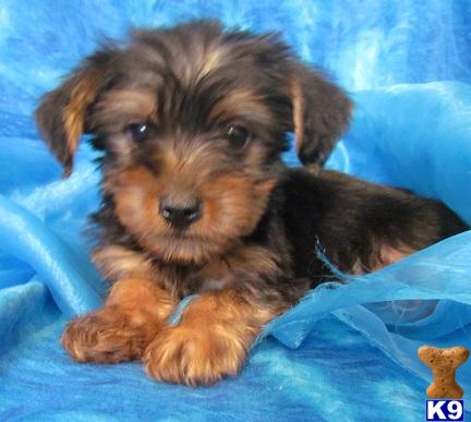 Silky Terrier Puppies