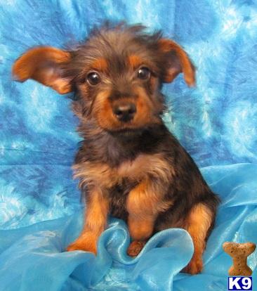 Silky Terrier Puppies