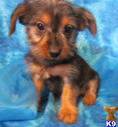 Silky Terrier Puppies