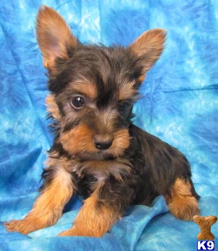 Silky Terrier Puppies