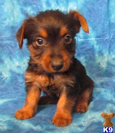 Silky Terrier Puppies