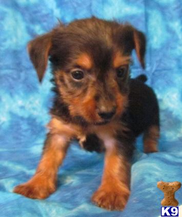 Silky Terrier Puppies
