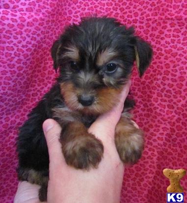Silky Terrier Puppies