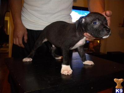 Puppies in NJ