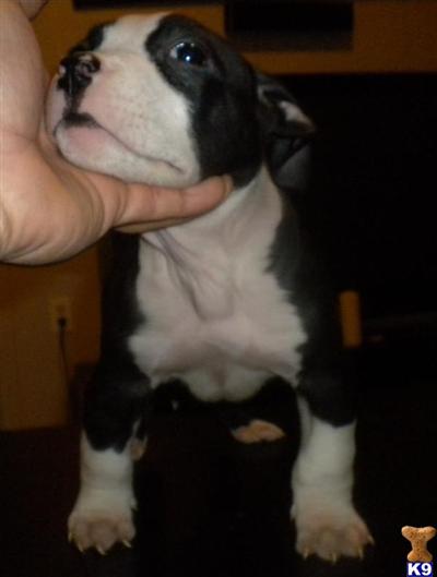 Puppies in NJ