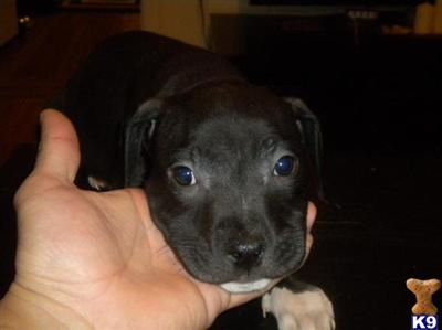 Puppies in NJ