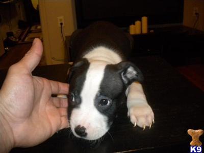 Puppies in NJ
