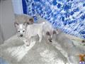 Australian Cattle Dog