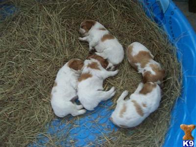 French Brittany Puppies for Sale