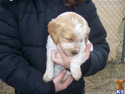 Puppies in KS