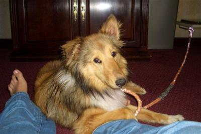 Dogs for Sale in TX