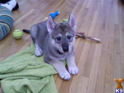 Puppies in NJ