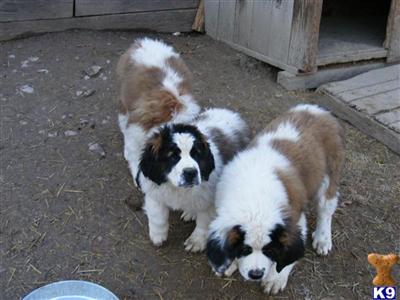 Saint Bernard Puppies for Sale