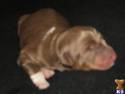 Anatolian Shepherd Dog Puppies for Sale