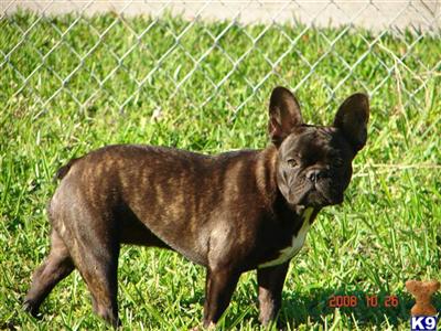 Dogs for Sale