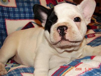 French Bulldog Puppies for Sale