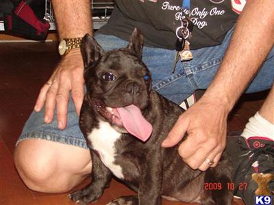 French Bulldog Puppies for Sale