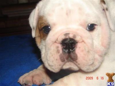 Bulldog Puppies in FL