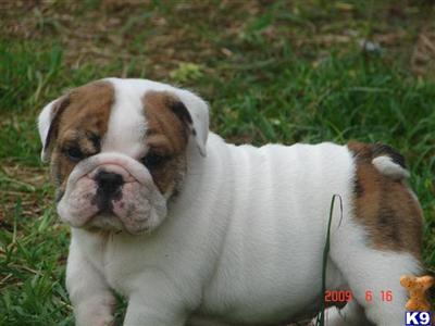 English Bulldog Puppies in FL