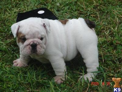 English Bulldog Puppies in FL