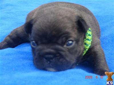 French Bulldog Puppies for Sale
