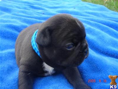 French Bulldog Puppies for Sale