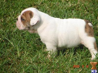 Bulldog Puppies in FL