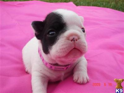 French Bulldog Puppies for Sale