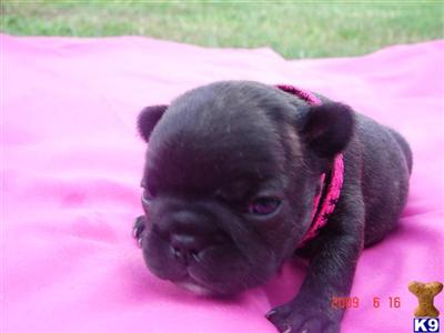 French Bulldog Puppies for Sale
