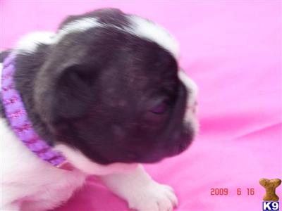 French Bulldog Puppies for Sale