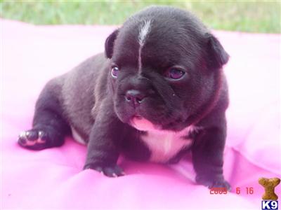 French Bulldog Puppies for Sale