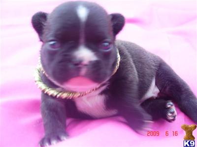 French Bulldog Puppies for Sale