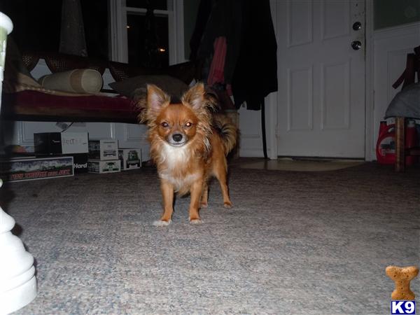 Stud Dogs - Chihuahua
