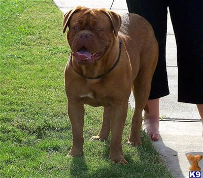 Dogue De Bordeaux Puppies for Sale